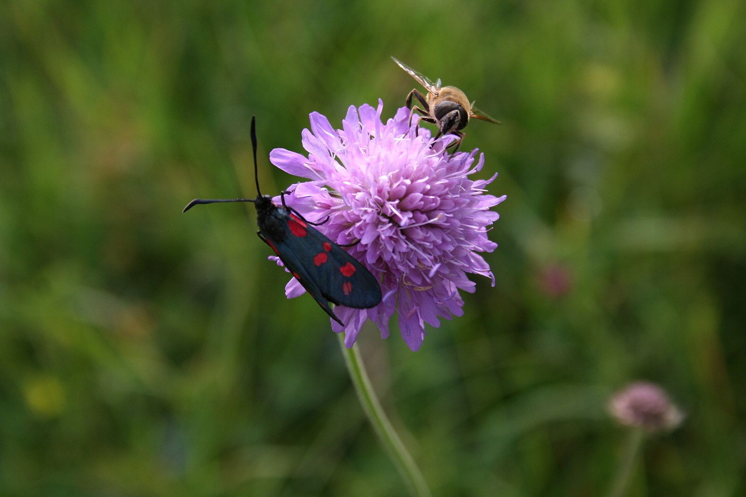 zygaena lonicera?